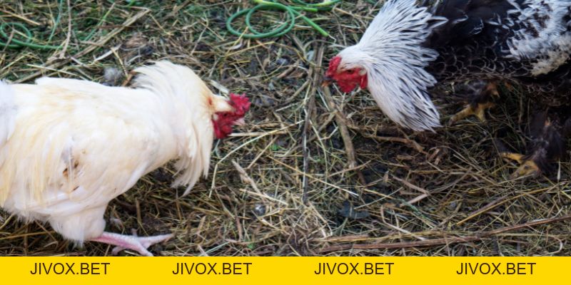 Đá gà Netwin đỉnh cao giải trí trực tuyến cho người chơi